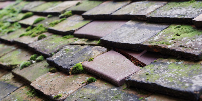 Love Green roof repair costs